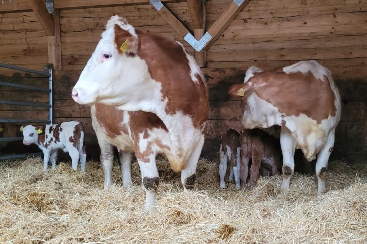 Neues - Linchen und Moni - unsere frisch gebackenen Mütter