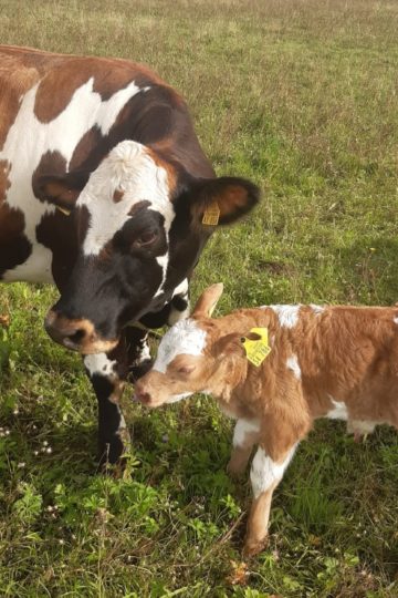 Biohof - Gisela ist Mama geworden